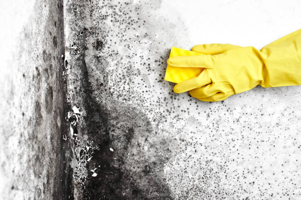 Best Environmental Consulting for Mold Prevention  in Katonah, NY