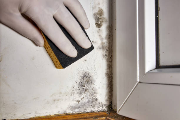 Best Mold Documentation for Insurance Claims  in Katonah, NY